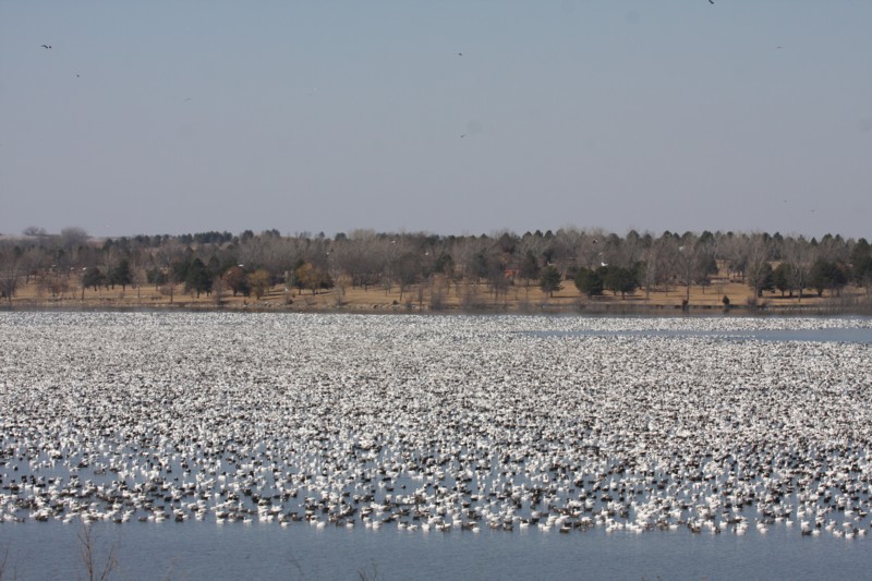 Snow geese