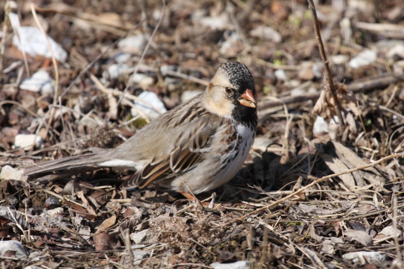 Harriss sparrow