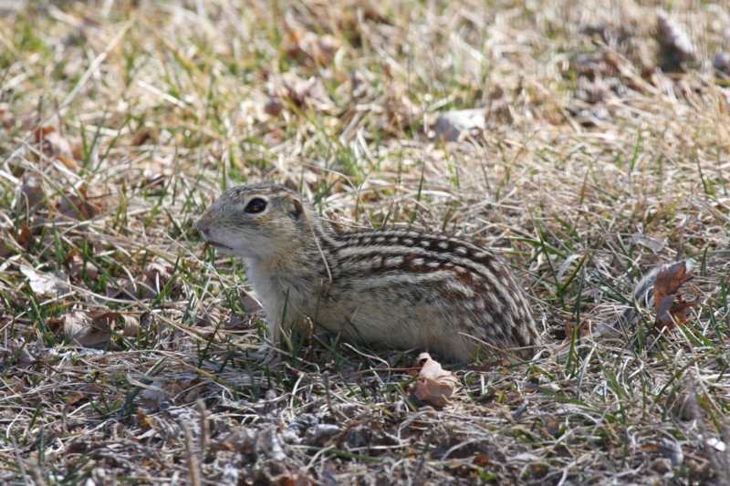 Thirteen-lined Ground Squirrel