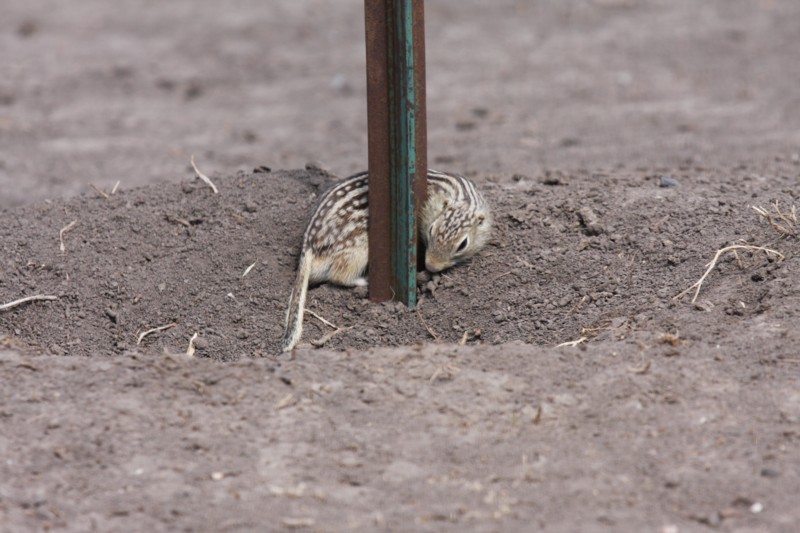 Thirteen-lined Ground Squirrel