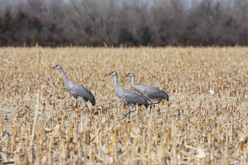 Sandhill Cranes