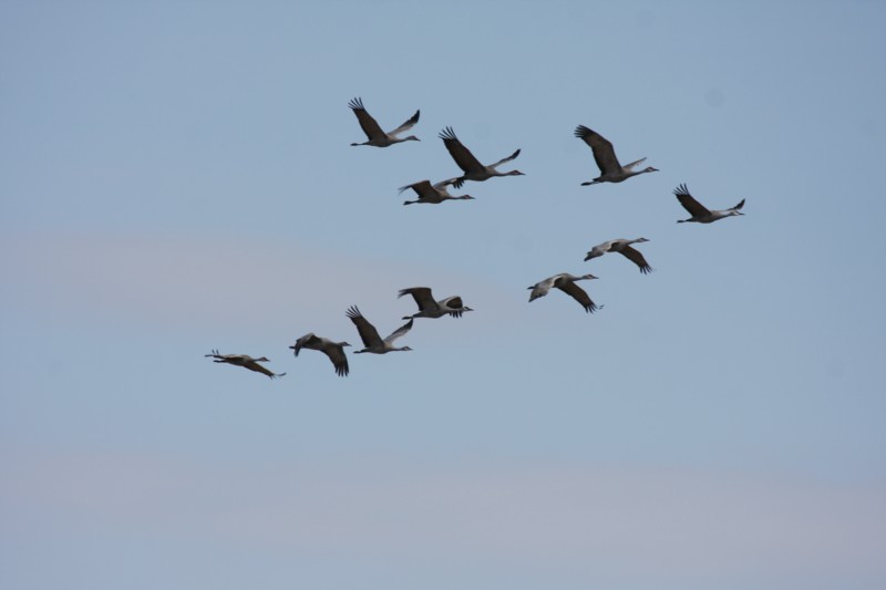 Sandhill Cranes