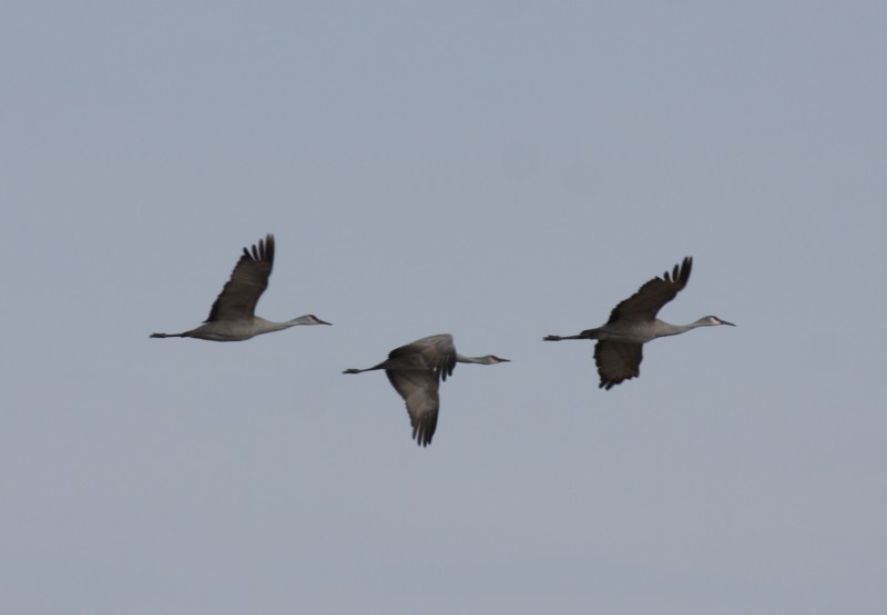 Sandhill Cranes