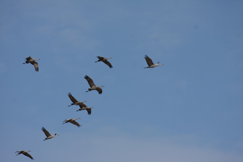 Sandhill Cranes