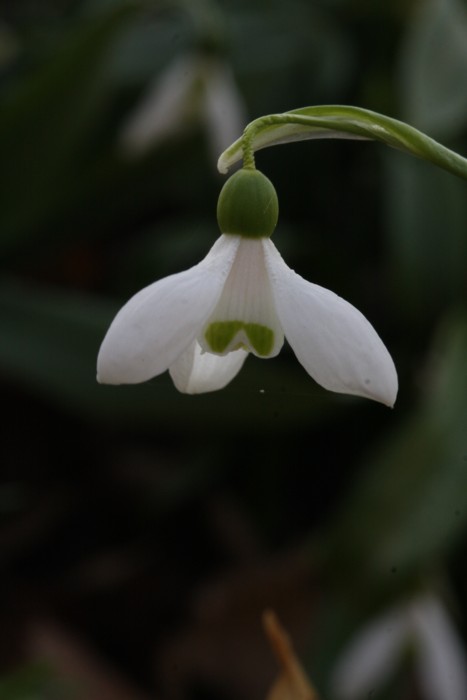 Common snowdrop