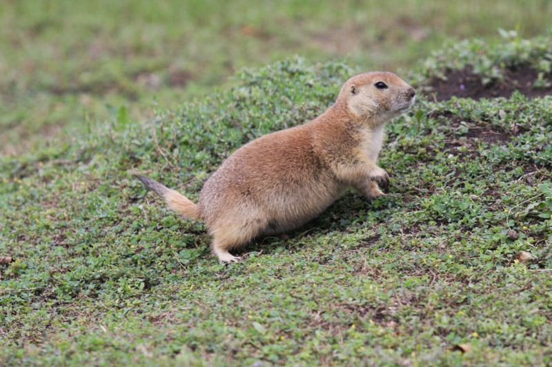 Prairie Dog
