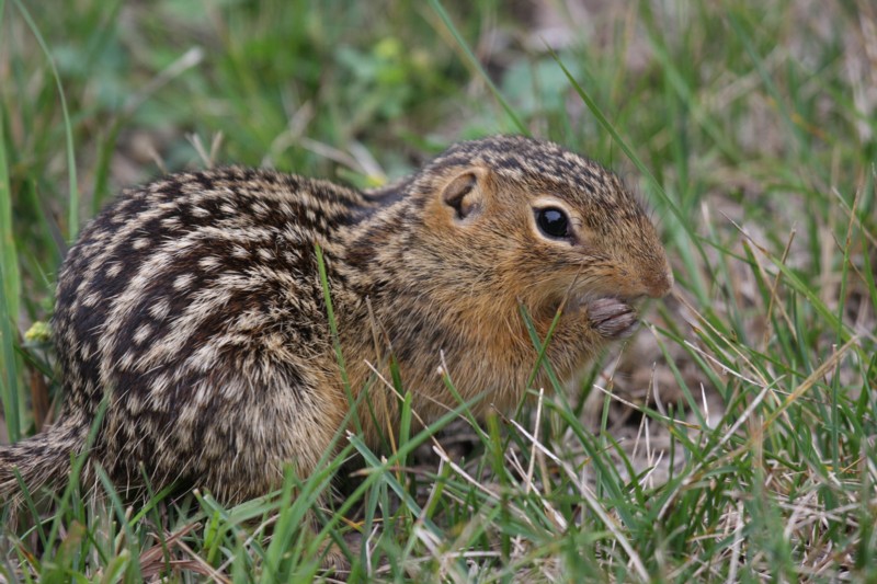 Thirteen-Lined Ground Squirrel