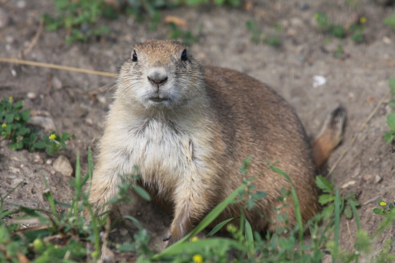 Prairie Dog