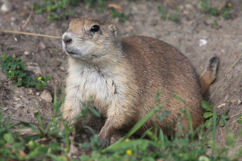 Prairie Dog