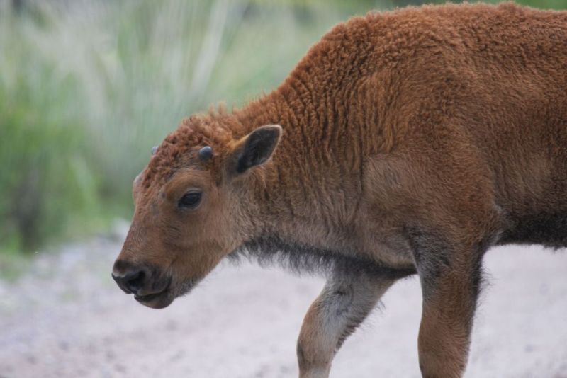 Bison calf