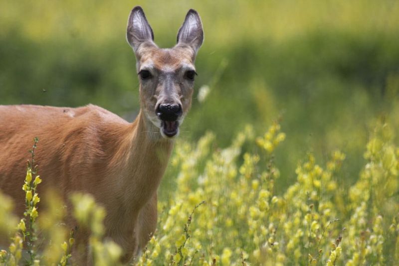 White-tailed deer