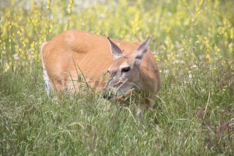White-tailed deer