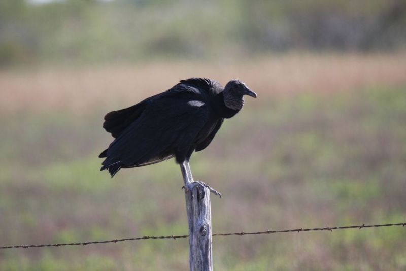 Black vulture