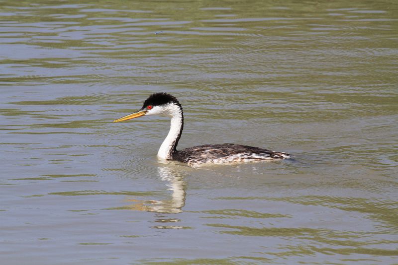 Western grebe