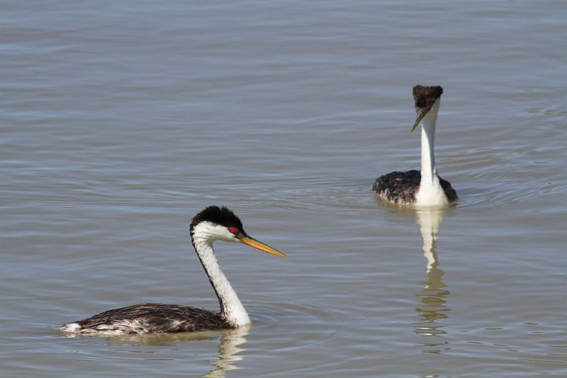 Western grebes