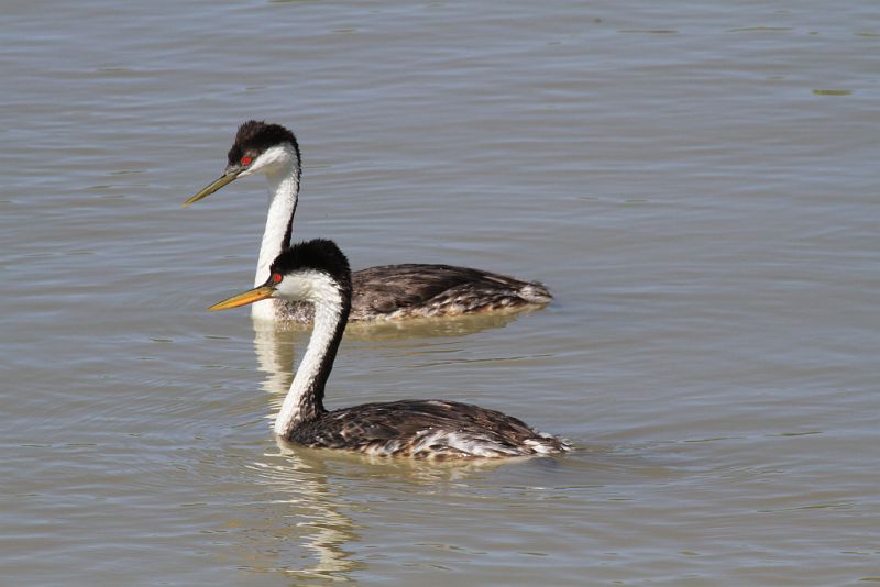 Western grebes