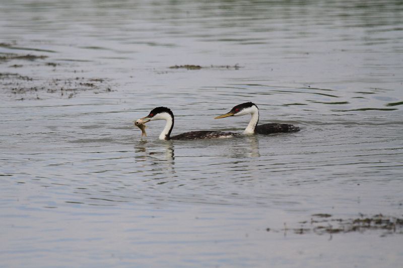 Western grebes