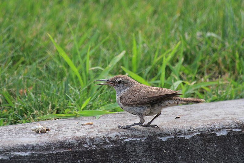 Rock wren