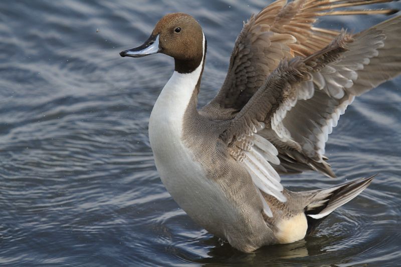 Northern pintail