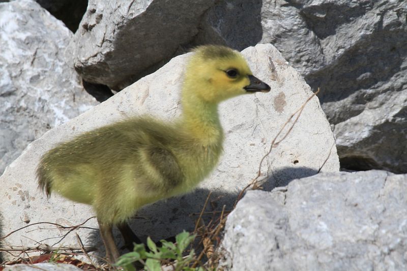 Canada goose <br>gosling