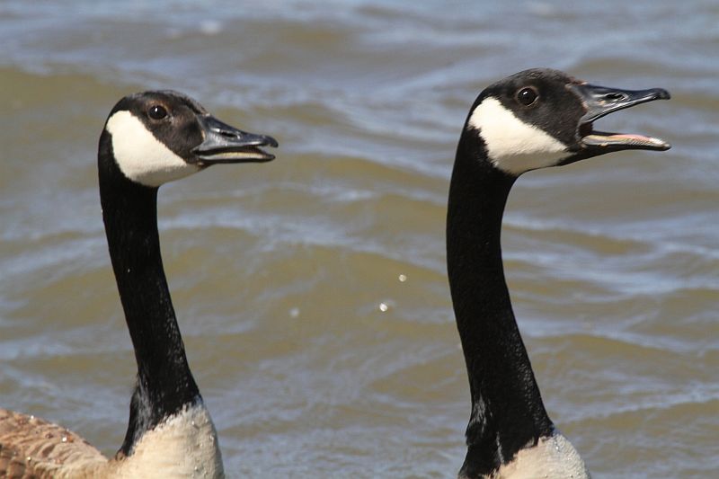Canada geese