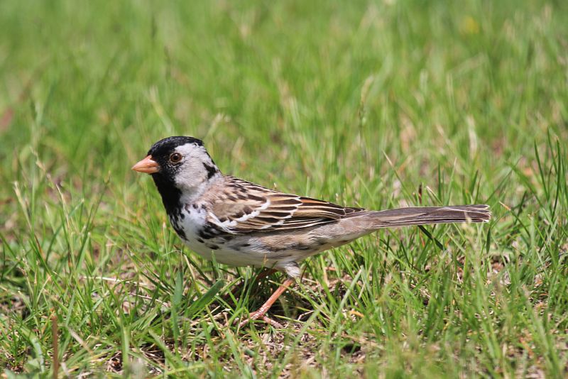 Harriss sparrow