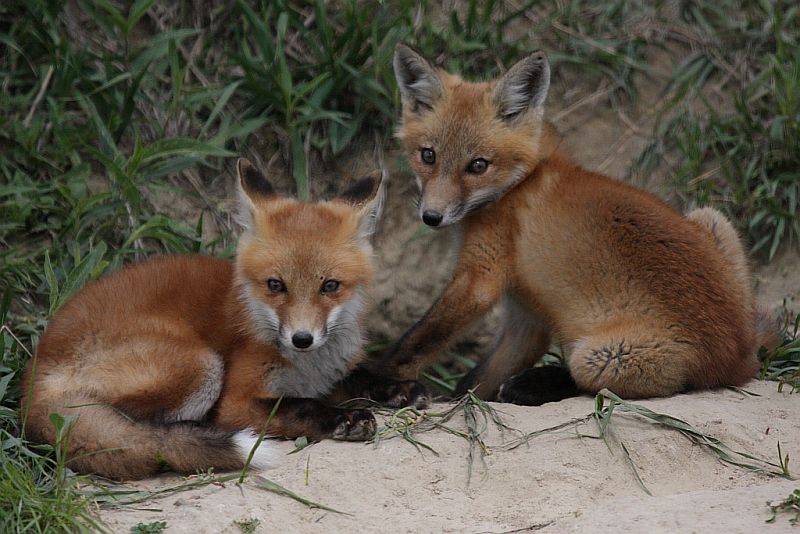Red Fox Kits