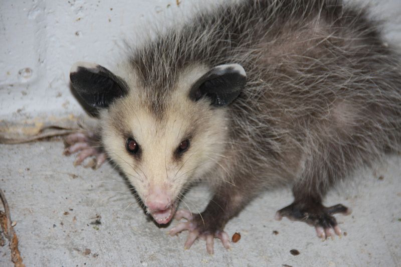 Opossum