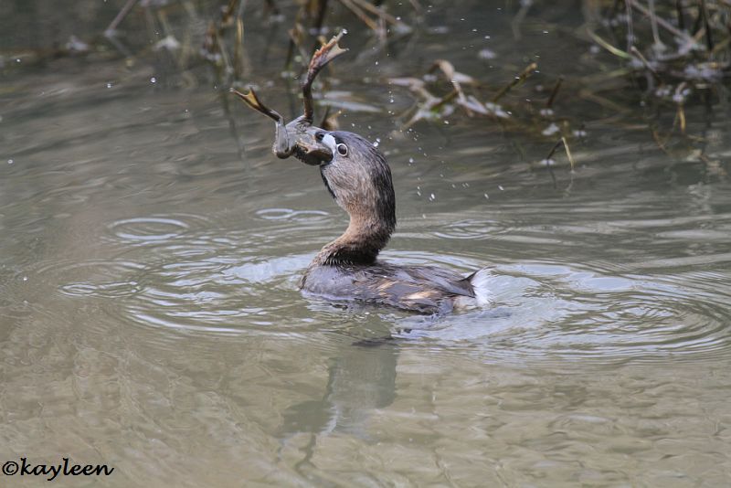 Pied-billed grebe 