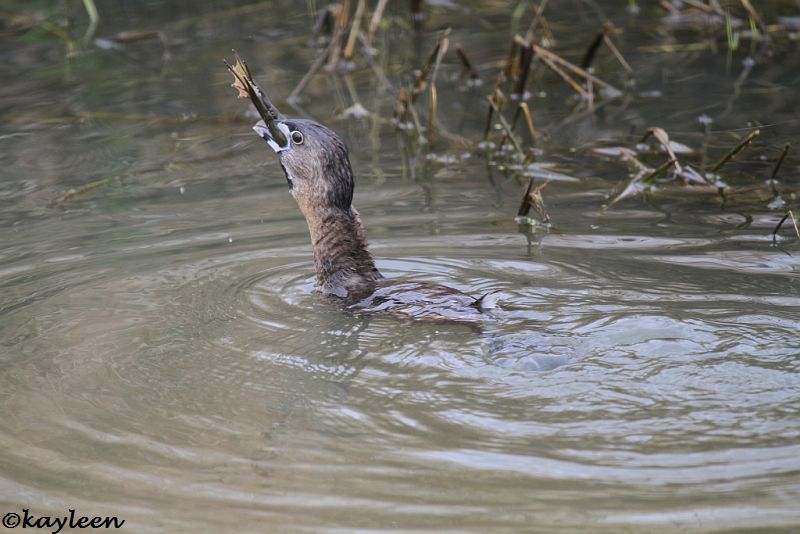 Pied-billed grebe