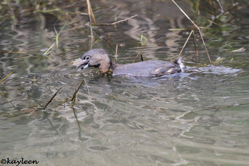 Pied-billed grebe