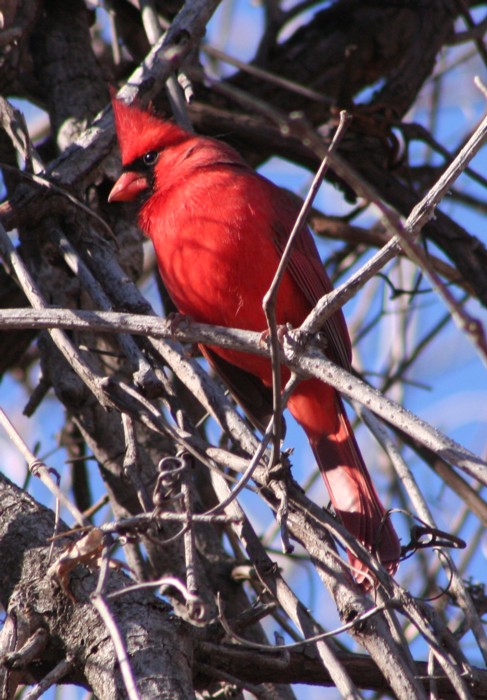 Northern Cardinal