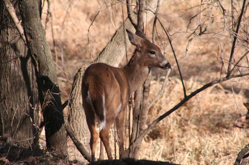 White-tailed Deer