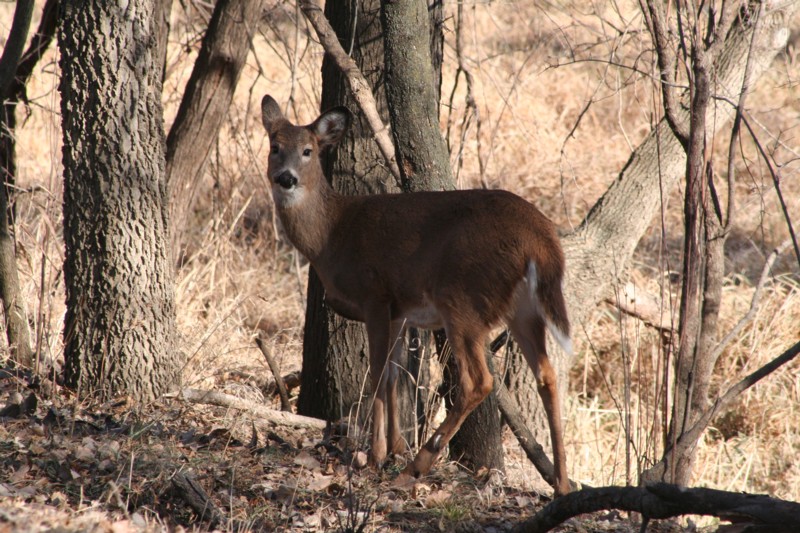 White-tailed deer