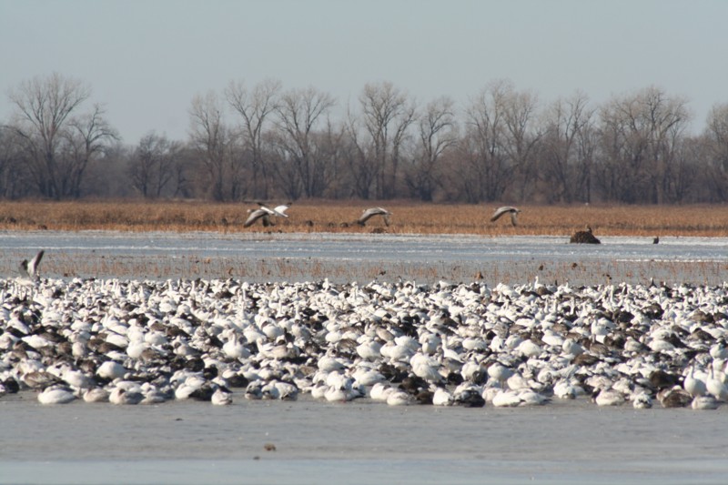 Snow geese