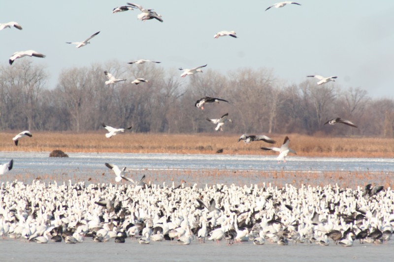 Snow geese