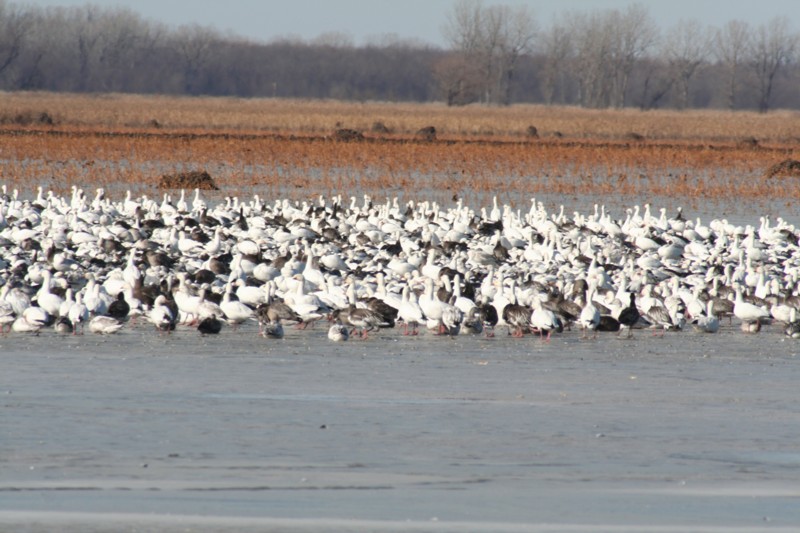 Snow geese