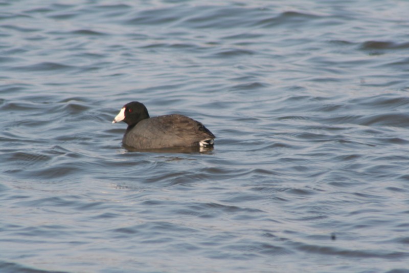 American Coot