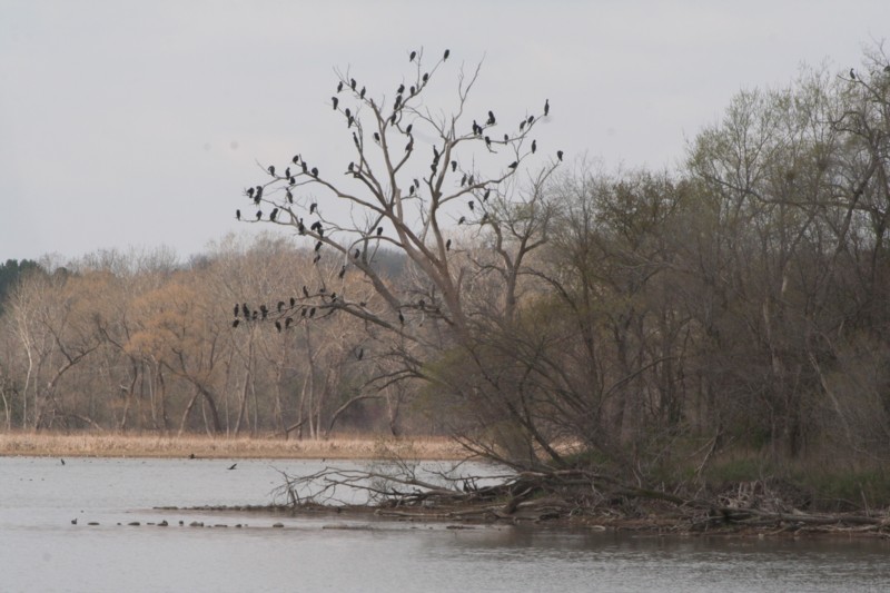 Double-crested Cormorants