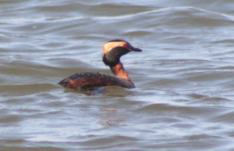 Horned Grebe