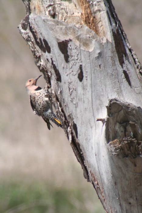 Northern Flicker