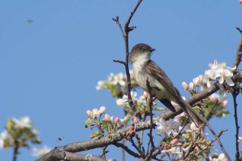 Eastern Phoebe