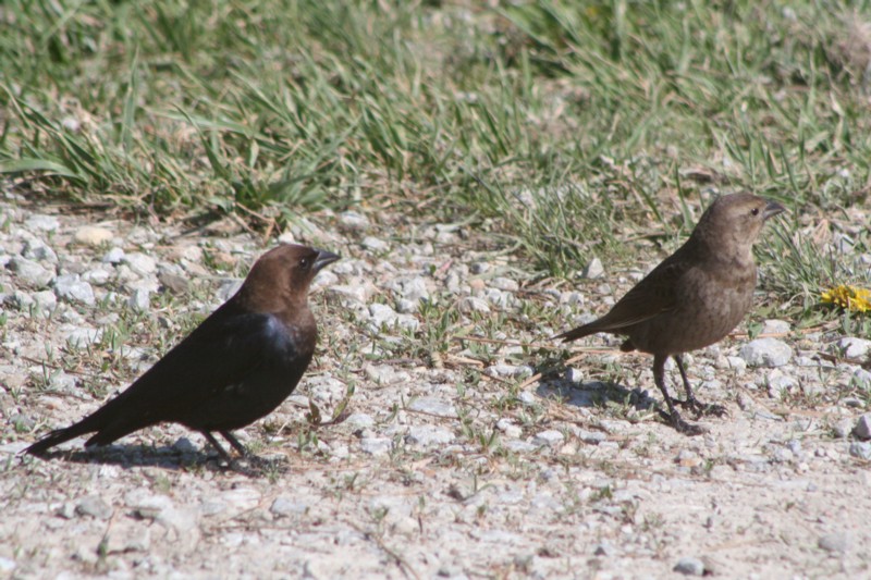 Mr. & Mrs. Brown-headed Cowbird