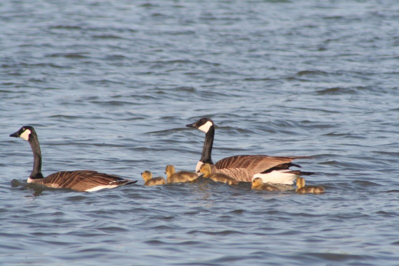 Canada geese and goslings