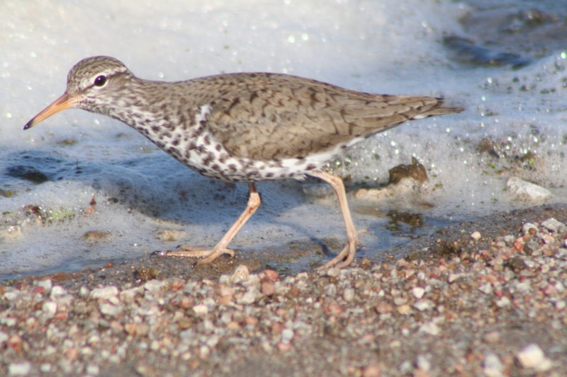 Spotted Sandpiper