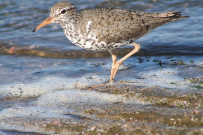 Spotted Sandpiper