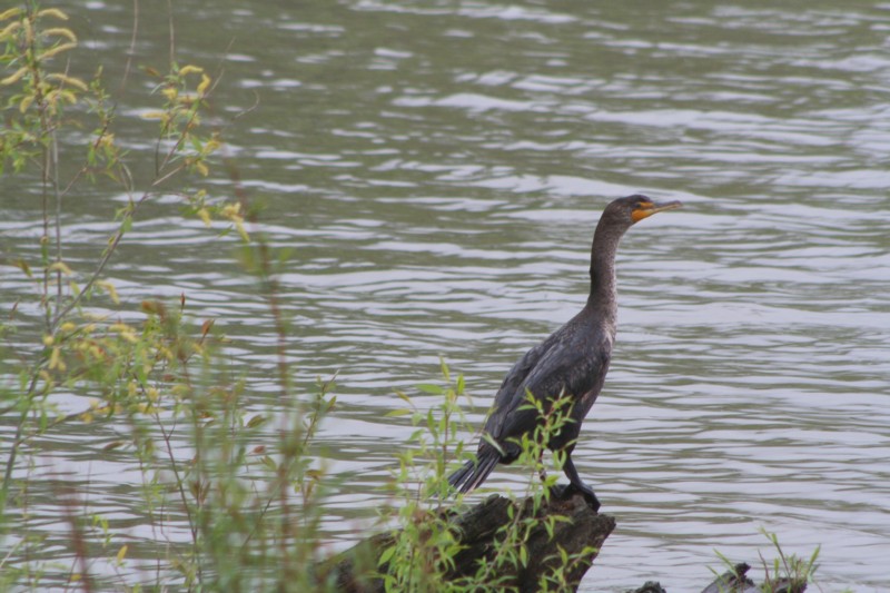 Double-crested Cormorant