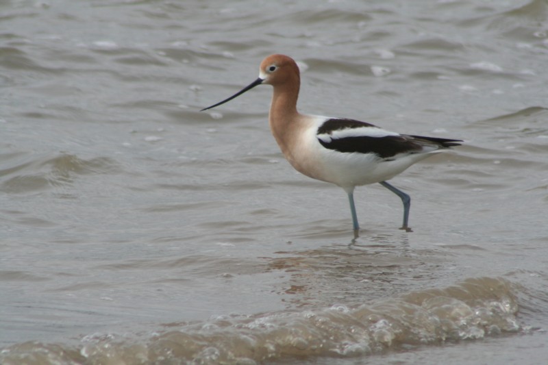 American Avocet
