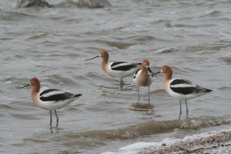 American Avocet