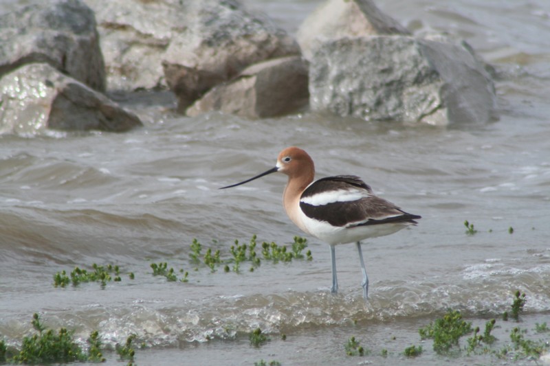 American Avocet